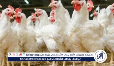 بورصة الدواجن.. أسعار الفراخ البيضاء اليوم الجمعة 15-5-2025 في قنا