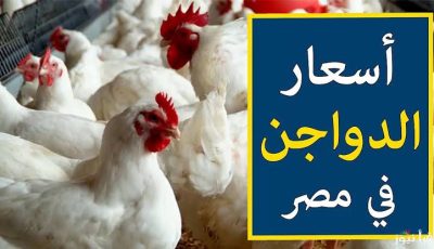 خزني يا حاجه.. أسعار الفراخ البيضاء اليوم السبت 3 مايو 2025 في بورصة الدواجن .. استقرار نسبي وتحذيرات من موجة ارتفاع مرتقبة