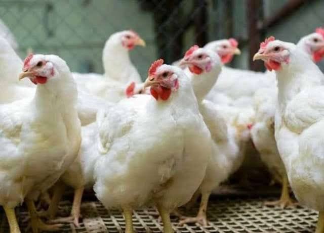 اسعار الفراخ البيضاء اليوم الجمعة