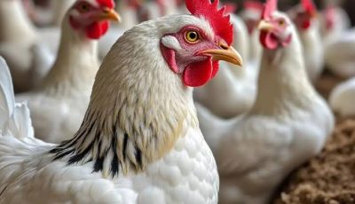هتاكل فراخ براحتك .. أسعار الفراخ البيضاء اليوم السبت 3/5/2025 في السوق وبورصة الدواجن .. الأسعار رخصت