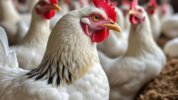 أسعار الفراخ البيضاء اليوم السبت