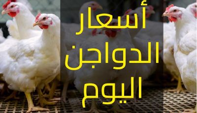 فرصة تشتري وتخزني ياست الكل.. أسعار الفراخ اليوم السبت 3 مايو 2025 في بورصة الدواجن