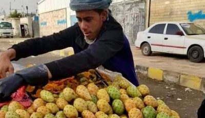 التين الشوكي في اليمن.. فاكهة الفقراء وموسم الفرص الذهبية