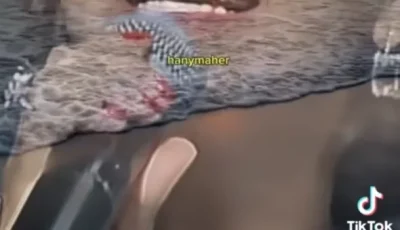 الجميع وراءك.. مها أحمد تؤيد شيرين