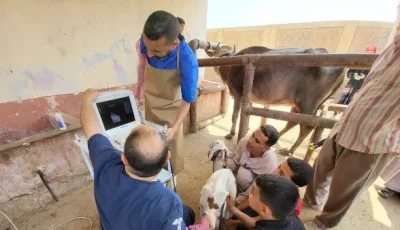 إجراء تلقيح اصطناعي لـ 35 ألف رأس من الماشية