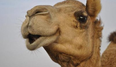 لفتة إنسانية تنقذ جملا من الهلاك