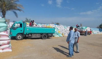 زيادة كميات القمح المحلي الموردة إلى مواقع التخزين في محافظة الشرقية