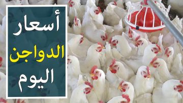 «هبوط ناري».. أسعار الفراخ البيضاء اليوم والبيض الخميس 17 يوليو 2025 في بورصة الدواجن والأسواق 