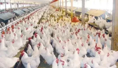 15 وظيفة في مجال تربية الدواجن بالأردن (رابط للتقديم)